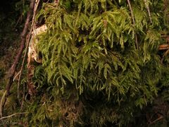 Hyocomium armoricum