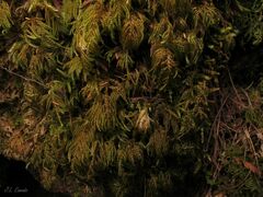 Hyocomium armoricum