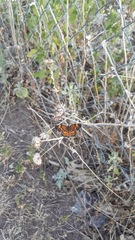 Chlosyne gorgone