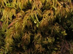 Hyocomium armoricum
