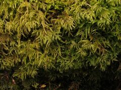 Hyocomium armoricum