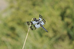 Plathemis subornata