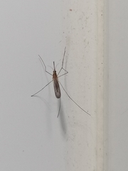Anopheles plumbeus