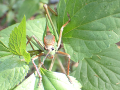 Calliphona palmensis