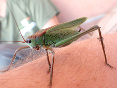 Calliphona palmensis