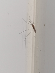 Anopheles plumbeus