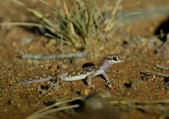 Rhynchoedura eyrensis