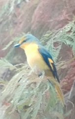 Pericrocotus speciosus