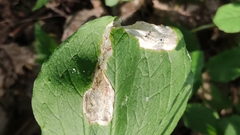 Parallelomma paridis