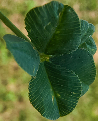 Polythrincium trifolii