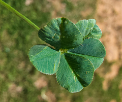 Polythrincium trifolii