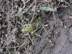 Pelophylax ridibundus