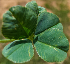 Polythrincium trifolii