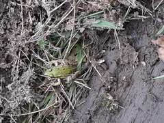 Pelophylax ridibundus