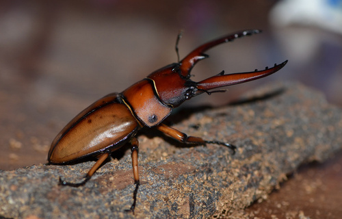 Prosopocoilus astacoides blanchardi