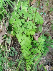 Adiantum tenerum