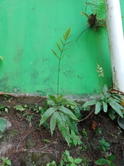 Tectaria siifolia