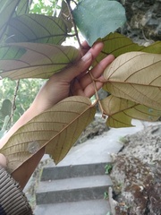 Pterospermum diversifolium