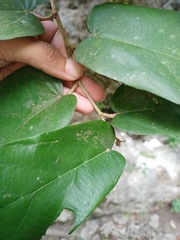 Pterospermum diversifolium