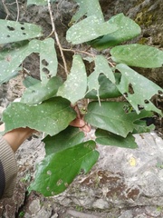 Pterospermum diversifolium