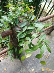 Ficus sagittata