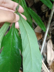 Tectaria fissa