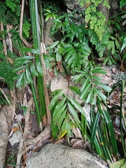 Tectaria fissa