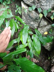 Tectaria fissa