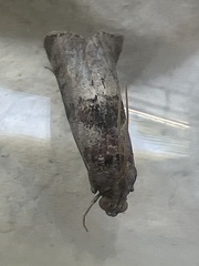 Phycita roborella