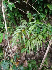 Tectaria fissa