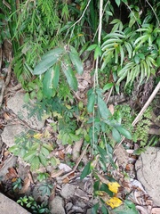 Ficus tinctoria