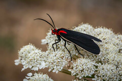 Ctenucha multifaria