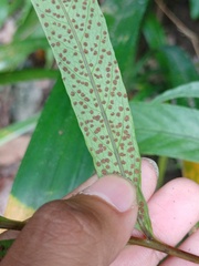 Tectaria fissa