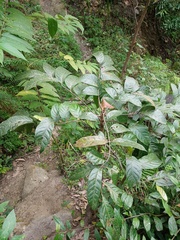 Magnoliopsida