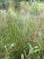 Xyris laxifolia iridifolia