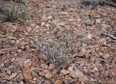 Chaenactis douglasii douglasii