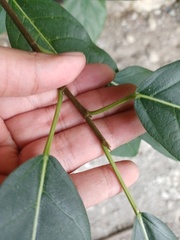 Ficus virens