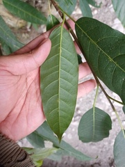 Ficus virens
