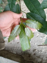 Ficus virens