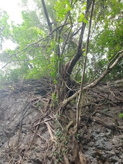 Ficus saxophila