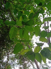 Ficus saxophila