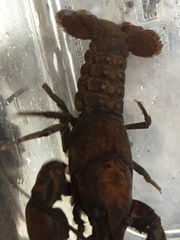 Cambarus unestami