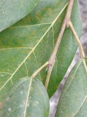 Ficus virens