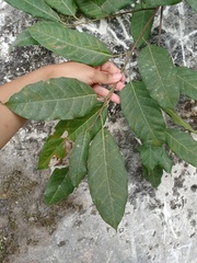 Ficus virens