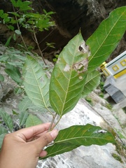 Ficus virens