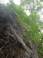 Magnoliopsida