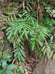 Tectaria fissa