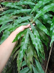 Tectaria fissa
