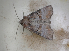 Mesoligia literosa