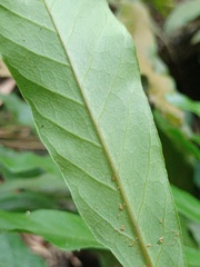 Tectaria fissa